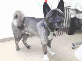 Akita Dogs for adoption in Palmer, AK, USA