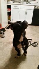 Buggs Dogs for adoption in Warwick, RI, USA