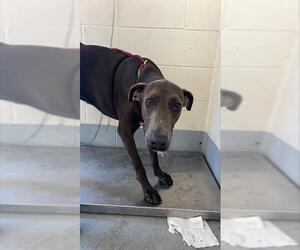 Labrador Retriever-Unknown Mix Dogs for adoption in Corpus Christi, TX, USA