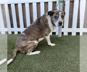 American Pit Bull Terrier-Unknown Mix Dogs for adoption in Modesto, CA, USA