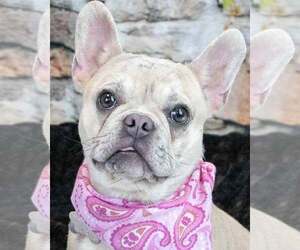 French Bulldog Dogs for adoption in Kennesaw, GA, USA