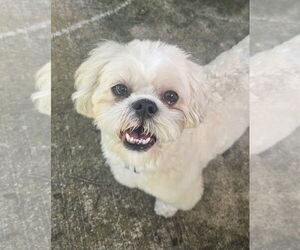 Shih Tzu Dogs for adoption in Katy, TX, USA