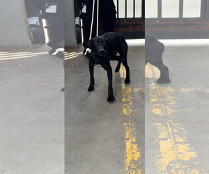Labrador Retriever Dogs for adoption in San Diego, CA, USA