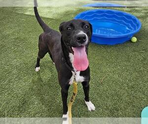American Pit Bull Terrier-Labrador Retriever Mix Dogs for adoption in Las Vegas, NV, USA