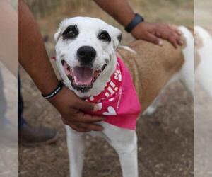 American Staffordshire Terrier-Unknown Mix Dogs for adoption in San Antonio, TX, USA
