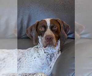 German Shorthaired Pointer Dogs for adoption in Chantilly, VA, USA