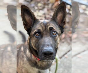 Mutt Dogs for adoption in Woodland, CA, USA