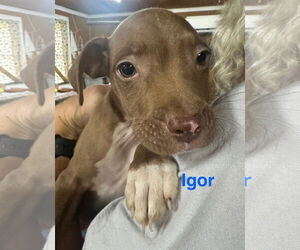 Vizsla-Weimaraner Mix Dogs for adoption in Jackson Township, NJ, USA