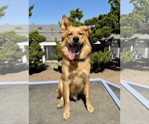 Retriever -Siberian Husky Mix Dogs for adoption in Seal Beach, CA, USA