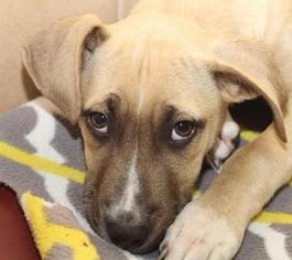 Bullmastiff Dogs for adoption in Rossville, TN, USA