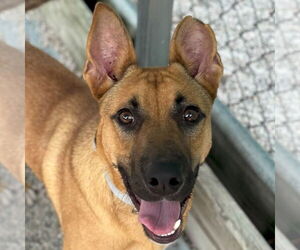 German Shepherd Dog-Unknown Mix Dogs for adoption in Jefferson, WI, USA