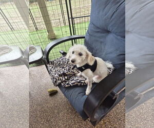 Poodle (Miniature) Dogs for adoption in Spring, TX, USA