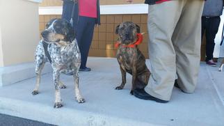 Bluetick Coonhound-Unknown Mix Dogs for adoption in Manteo, NC, USA