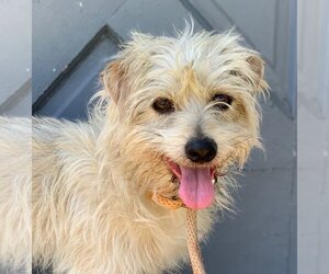Border Terrier-Unknown Mix Dogs for adoption in Beverly Hills, CA, USA