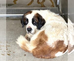 Saint Bernard Dogs for adoption in San Bernardino, CA, USA