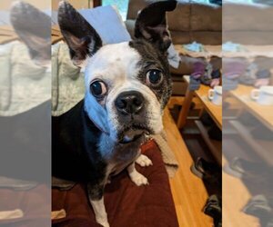 Boston Terrier Dogs for adoption in Chester, NJ, USA
