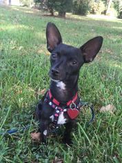 Chiweenie Dogs for adoption in Tomball, TX, USA