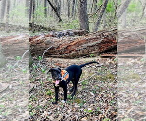 German Shepherd Dog-Great Dane Mix Dogs for adoption in Bullard, TX, USA