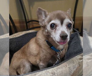 Chihuahua Dogs for adoption in Salt Lake City, UT, USA