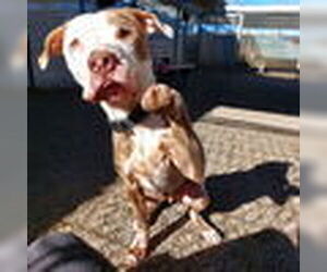 American Pit Bull Terrier Dogs for adoption in Woodland, CA, USA