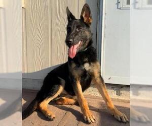 German Shepherd Dog Dogs for adoption in Pearland, TX, USA