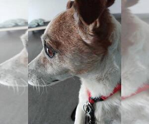 Jack Russell Terrier Dogs for adoption in oakland, FL, USA