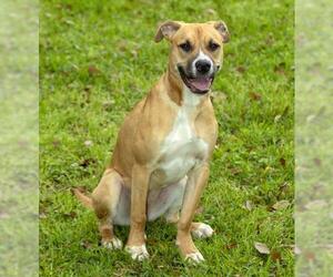 Black Mouth Cur-Boxer Mix Dogs for adoption in Santa Fe, TX, USA