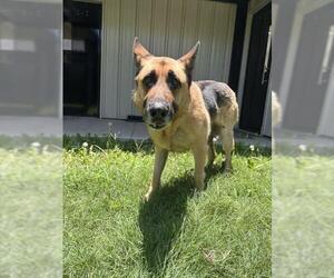 German Shepherd Dog Dogs for adoption in Temple, TX, USA