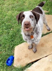 German Wirehaired Pointer Dogs for adoption in Denton, TX, USA