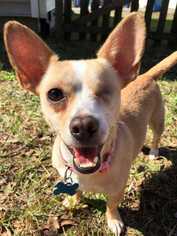 Chi-Corgi Dogs for adoption in Durham, NC, USA