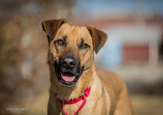 Shepradors Dogs for adoption in Saint Louis, MO, USA
