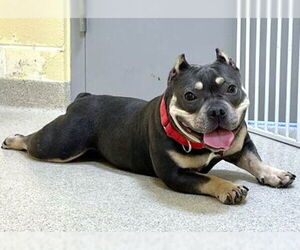 American Pit Bull Terrier-Unknown Mix Dogs for adoption in Dedham, MA, USA