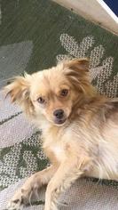 Pomeranian Dogs for adoption in Dallas, TX, USA