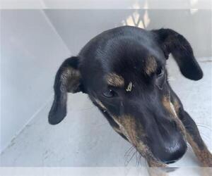 Chihuahua Dogs for adoption in Houston, TX, USA