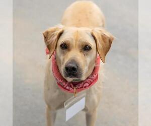 Labrador Retriever-Unknown Mix Dogs for adoption in San Diego, CA, USA