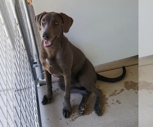Weimaraner Dogs for adoption in Fayetteville, TN, USA