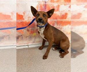 Mutt Dogs for adoption in San Bernardino, CA, USA