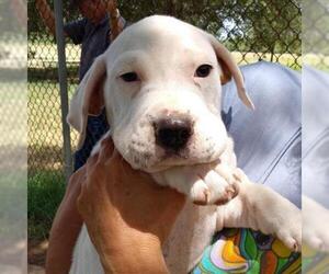 Pointer Dogs for adoption in Von Ormy, TX, USA
