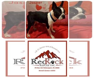 Boston Terrier Dogs for adoption in Walnutport, PA, USA
