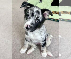 Australian Shepherd-Unknown Mix Dogs for adoption in Corona, CA, USA