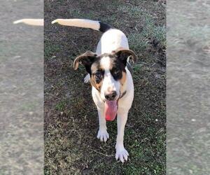 Border Collie-Unknown Mix Dogs for adoption in Sparta, IL, USA