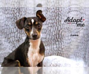 Jack Chi Dogs for adoption in Salt Lake City, UT, USA