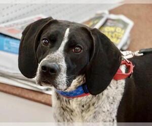 English Coonhound Dogs for adoption in Greenbelt, MD, USA