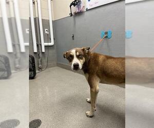American Pit Bull Terrier-Siberian Husky Mix Dogs for adoption in Las Vegas, NV, USA
