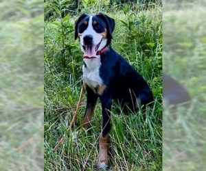 Greater Swiss Mountain Dog Dogs for adoption in Batavia, OH, USA