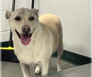 American Staffordshire Terrier Dogs for adoption in Corpus Christi, TX, USA