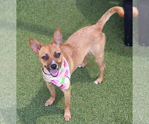 Chihuahua-Unknown Mix Dogs for adoption in Rockaway, NJ, USA