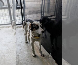 Australian Shepherd Dogs for adoption in Osgood, IN, USA
