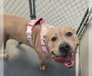 Mutt Dogs for adoption in Glen Allen, VA, USA