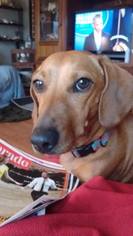 Dachshund Dogs for adoption in Darlington, MD, USA